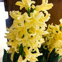 Hyacinthus orientalis (Hyacinth)