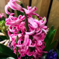 Hyacinthus orientalis (Hyacinth)