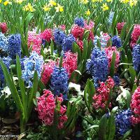 Hyacinthus orientalis (Hyacinth)