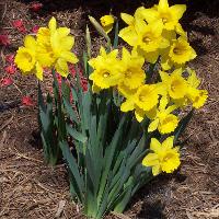 Narcissus pseudonarcissus (Daffodil)