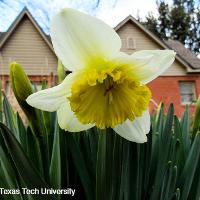 Narcissus pseudonarcissus (Daffodil)