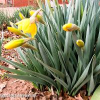 Narcissus pseudonarcissus (Daffodil)