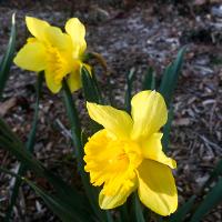 Narcissus pseudonarcissus (Daffodil)