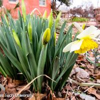 Narcissus pseudonarcissus (Daffodil)