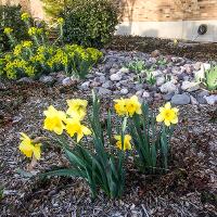 Narcissus pseudonarcissus (Daffodil)