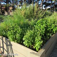 Ocimum basilicum (Sweet Basil)