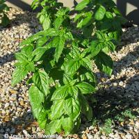 Ocimum basilicum (Sweet Basil)