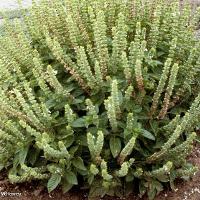 Ocimum basilicum (Sweet Basil)