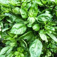 Ocimum basilicum (Sweet Basil)