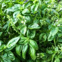 Ocimum basilicum (Sweet Basil)