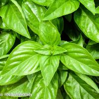 Ocimum basilicum (Sweet Basil)