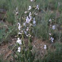 Penstemon tenuis (Brazos Penstemon)