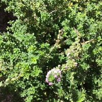 Thymus x citriodorus (Lemon Thyme)