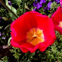 Tulipa sp. (Tulip)