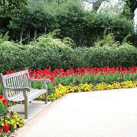 Tulipa sp. (Tulip)