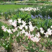 Tulipa sp. (Tulip)