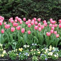 Tulipa sp. (Tulip)