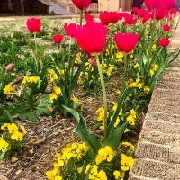 Tulipa sp. (Tulip)