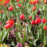 Tulipa sp. (Tulip)