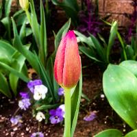 Tulipa sp. (Tulip)