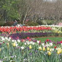 Tulipa sp. (Tulip)