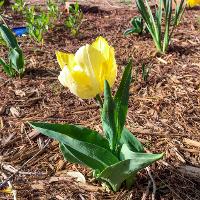 Tulipa sp. (Tulip)