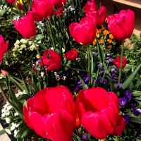 Tulipa sp. (Tulip)