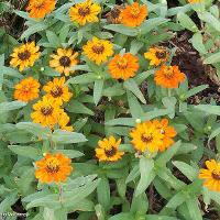 Zinnia angustifolia (Profusion Zinnia)