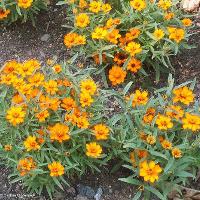 Zinnia angustifolia (Profusion Zinnia)