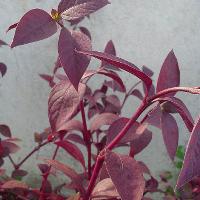 Alternanthera brasiliana (False Amaranth)