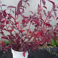 Alternanthera brasiliana (False Amaranth)