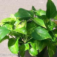 Epipremnum pinnatum (Pothos Ivy)