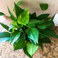 Epipremnum pinnatum (Pothos Ivy)