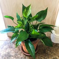 Epipremnum pinnatum (Pothos Ivy)