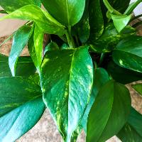 Epipremnum pinnatum (Pothos Ivy)