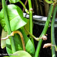 Epipremnum pinnatum (Pothos Ivy)