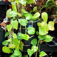 Epipremnum pinnatum (Pothos Ivy)