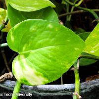 Epipremnum pinnatum (Pothos Ivy)