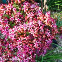 Hylotelephium spectabile (Showy Sedum)