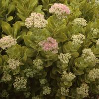 Hylotelephium spectabile (Showy Sedum)