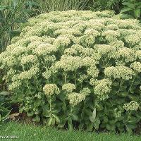 Hylotelephium spectabile (Showy Sedum)