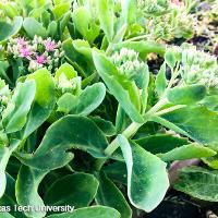 Hylotelephium spectabile (Showy Sedum)