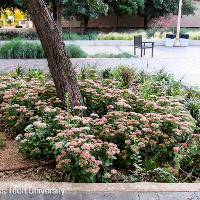 Hylotelephium spectabile (Showy Sedum)