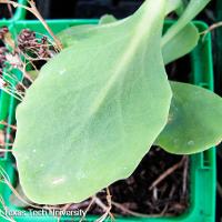 Hylotelephium spectabile (Showy Sedum)