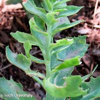 Hylotelephium spectabile (Showy Sedum)