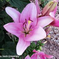 Lilium sp. (Lily)