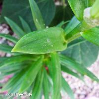 Lilium sp. (Lily)