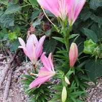 Lilium sp. (Lily)