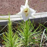 Lilium sp. (Lily)