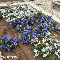 Platycodon grandiflorus (Balloon Flower)